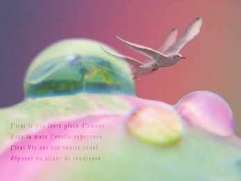 Montage: goutte sur un bouton de pivoine et un oiseau. Vue sur le jardin de la Rivière-Enverse, Haute-Savoie. Poème sur le tendresse.