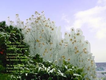Fleurs gelées par les embruns de la bise, Evian. Poème à l'hiver.