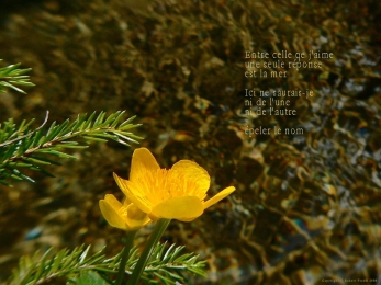 Fleur sur un ru du Praz-de-Lys, Haute-Savoie. Poème aux femmes.