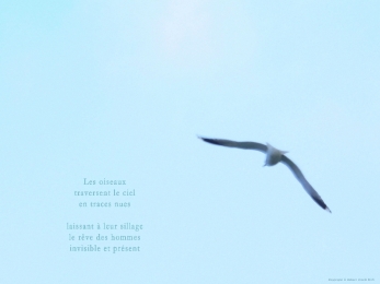 Mouette dans le ciel d'hiver.  Evian. Poème au rève.