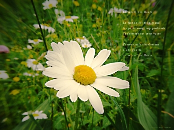 Marguerite dans le Jura Vaudois, col du Marchairuz. Poème à la fleur.