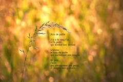 Brin d'herbe.  Bonneville, Haute-Savoie. Poème à l'acte.